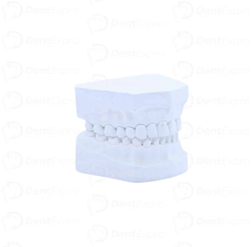 Modelo de Yeso Adulto Bio-Gnatus